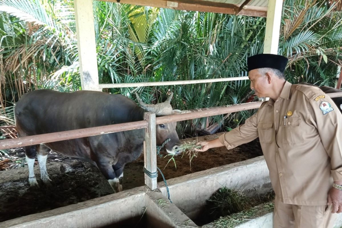 Populasi ternak kerbau di Aceh Barat meningkat 25.000 ekor lebih