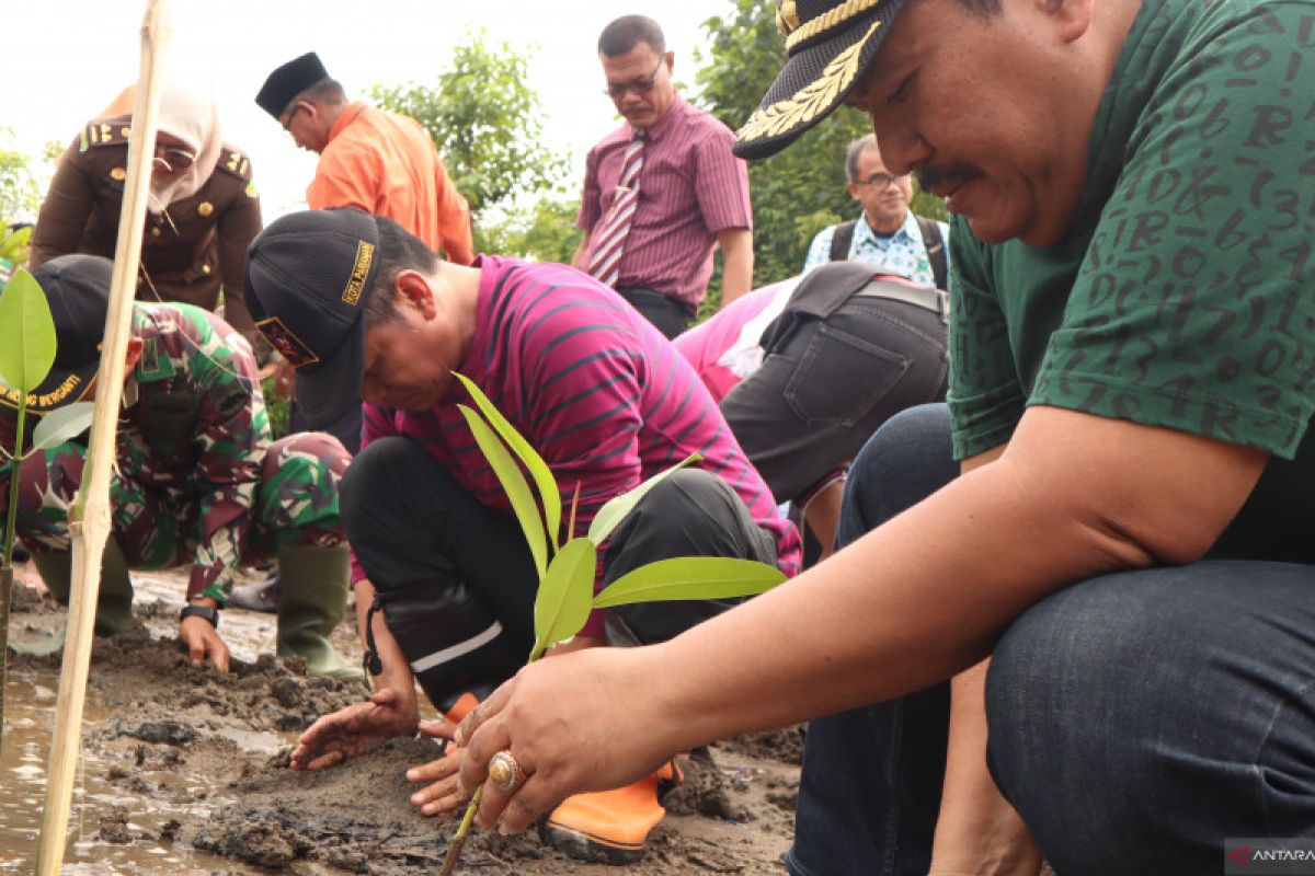 Pariaman tanam ratusan batang mangrove pascadibabat