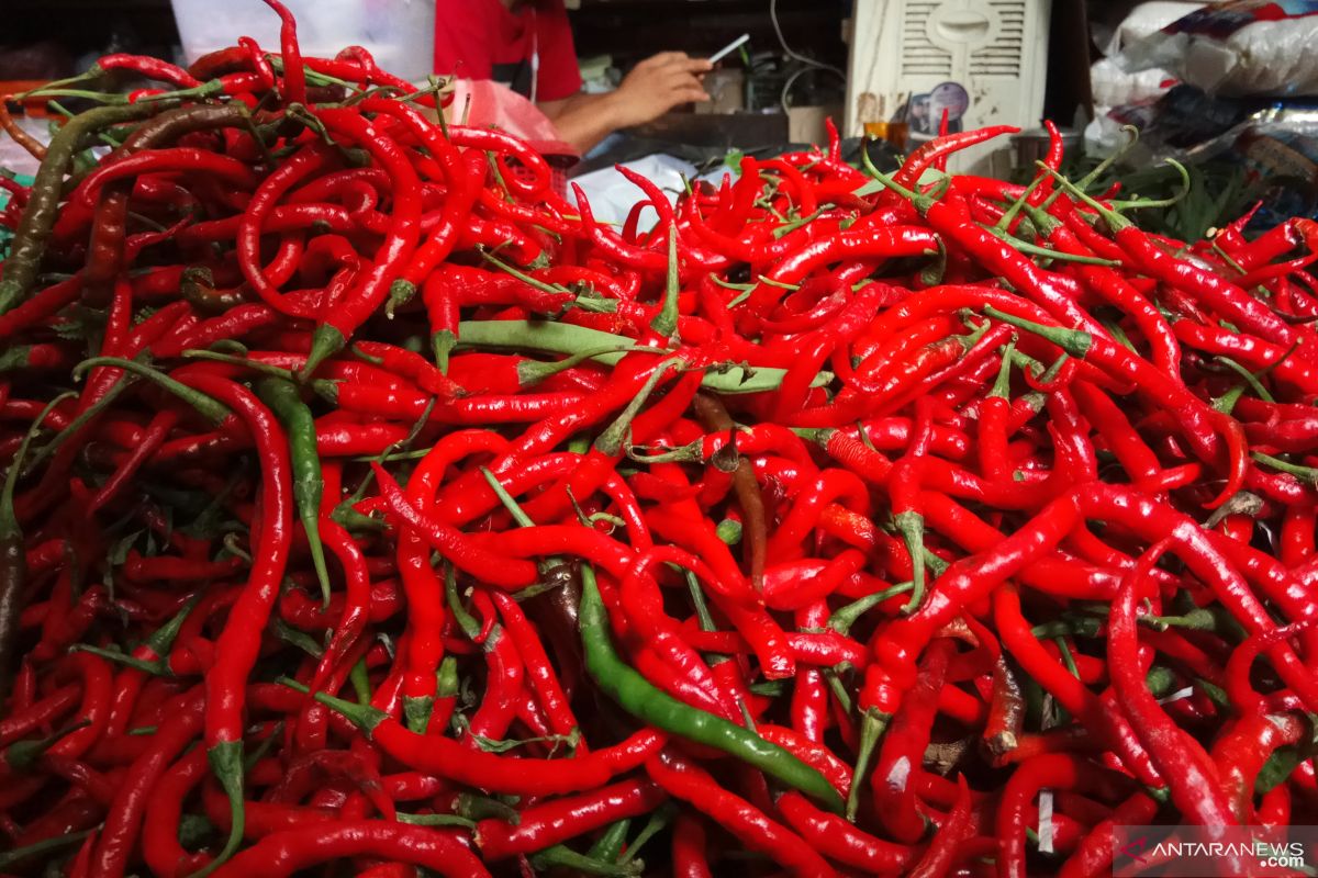 Harga cabai merah di Tanjungpinang meroket hingga Rp100.000 per kg