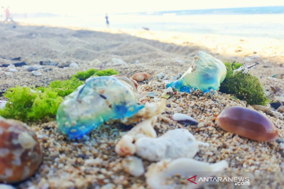 Jellyfish sting several dozen tourists on Gunung Kidul beaches