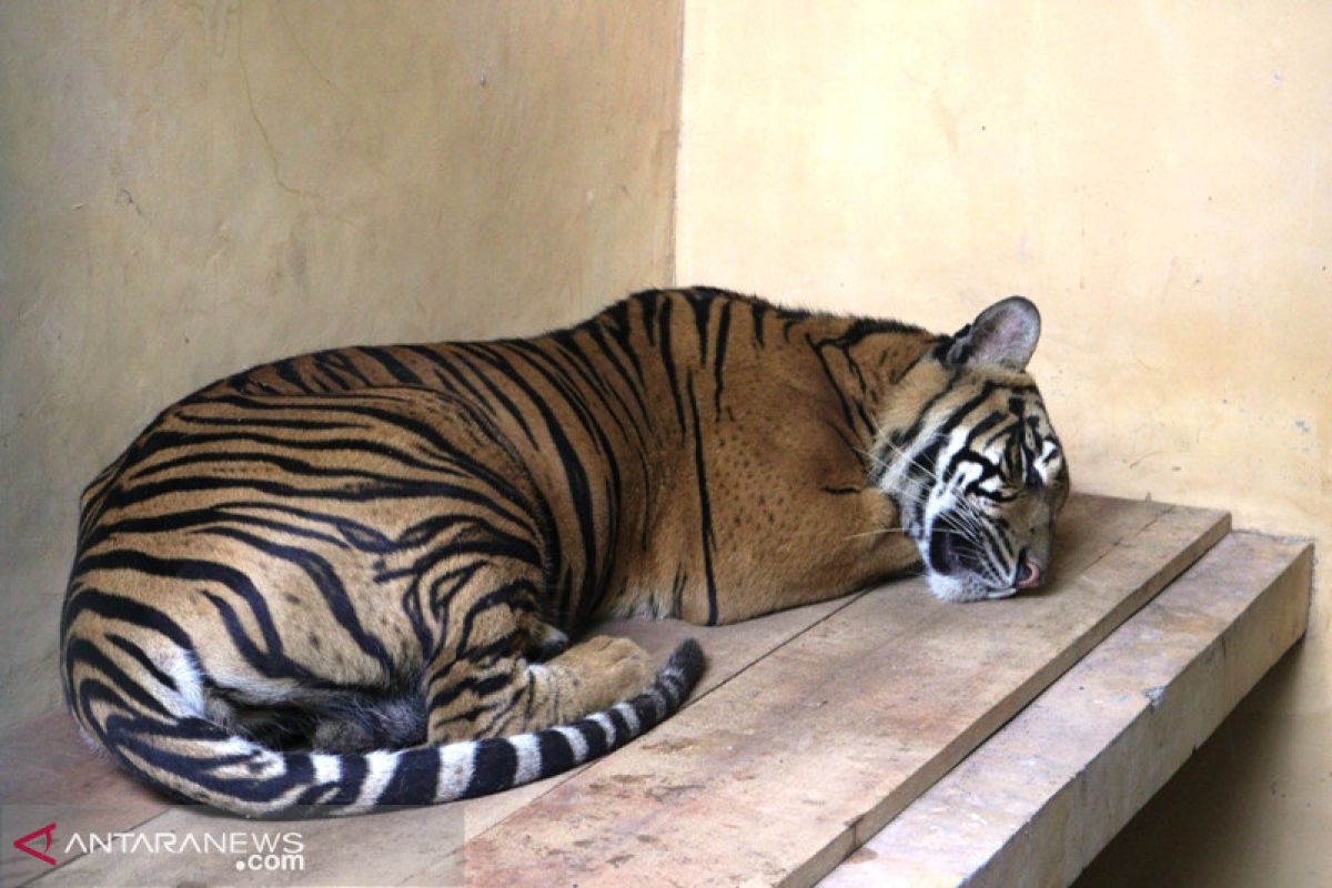 Kebun Binatang Kandih kedatangan dua penghuni langka, satwa apakah?