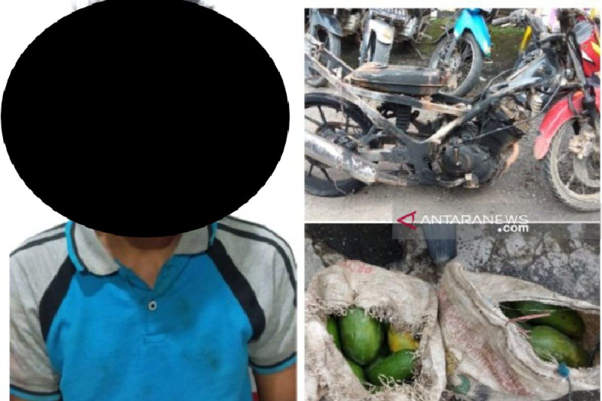 Ketahuan curi pepaya, motor maling dibakar warga Barabai