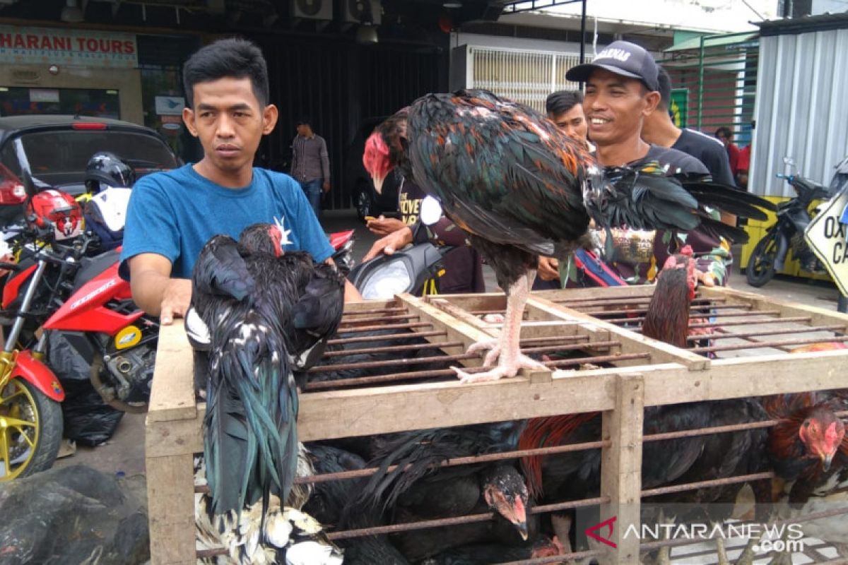 Harga ayam melonjak jelang Lebaran 1440 H