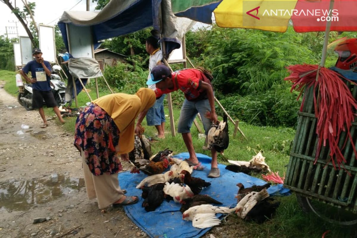 Harga ayam kampung di Kendari melonjak 100 persen pada H-1 Lebaran