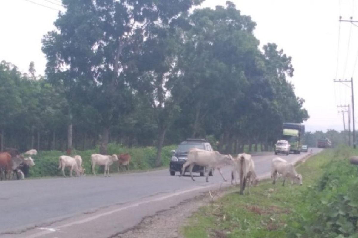 Polisi siap bantu tertibkan ternak yang dilepasliarkan pemiliknya di Jalan Lintas Sumatera