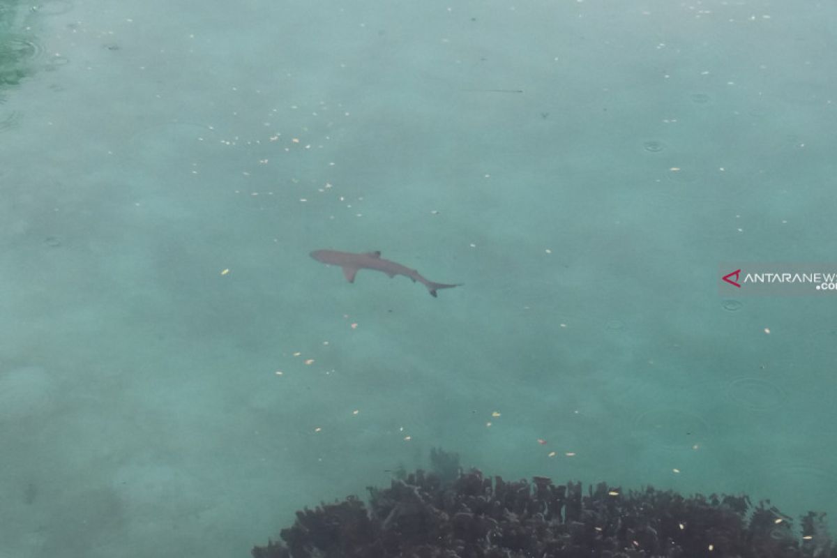 DKP: Perburuan ikan hiu marak di Raja Ampat