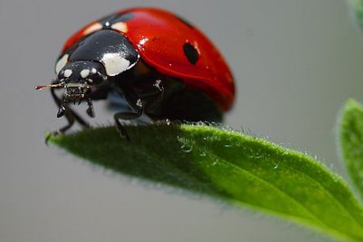 Jutaan kumbang kecil tertangkap radar, apa penyebabnya ?