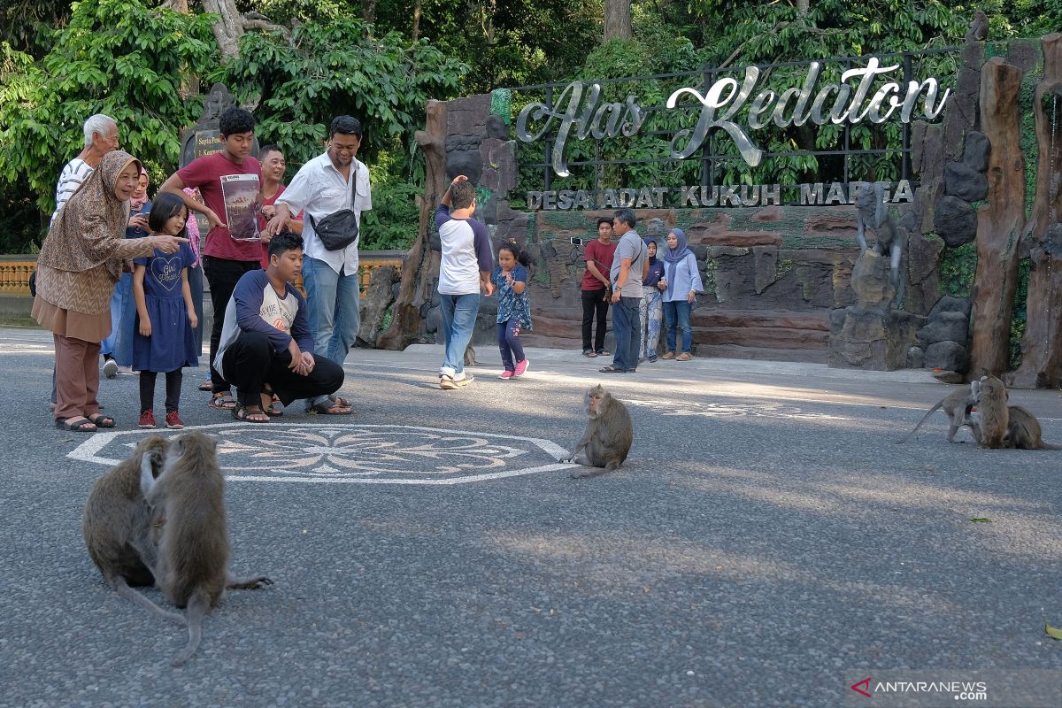 Lebaran, kunjungan wisatawan ke Hutan Monyet Alas Kedaton Tabanan meningkat (video)