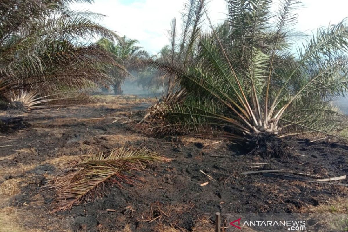 Kebun sawit di Aceh Utara terbakar, pemilik merugi ratusan juta