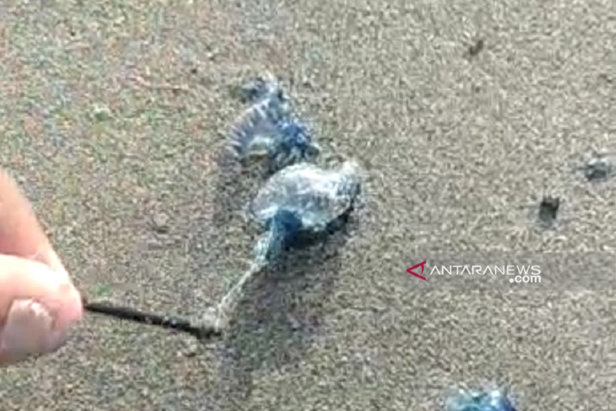 Ubur-ubur muncul di objek wisata laut Sukabumi
