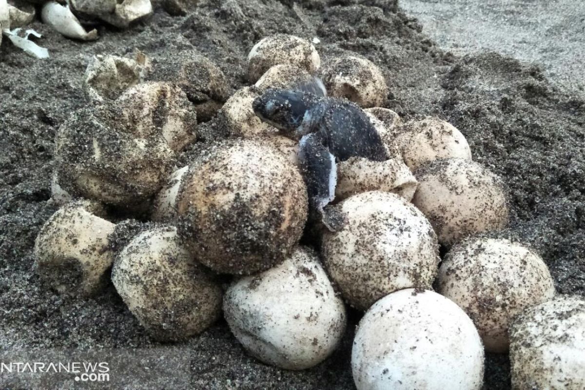Penyelamat telur penyu di Pantai Padang Pariaman