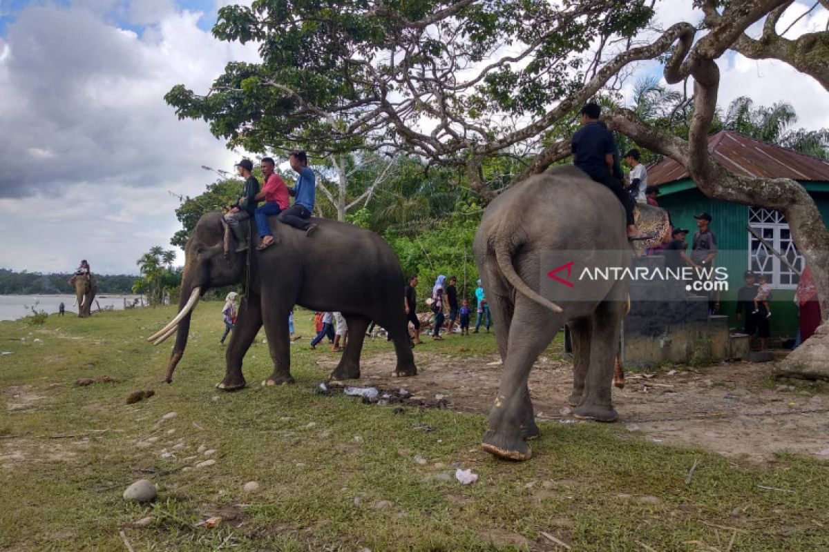 Pengunjung antusias berinteraksi dengan gajah TWA Seblat
