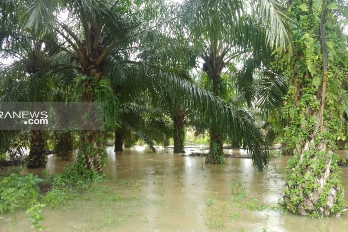 1.607 hektare lahan perkebunan di Paser terendam banjir