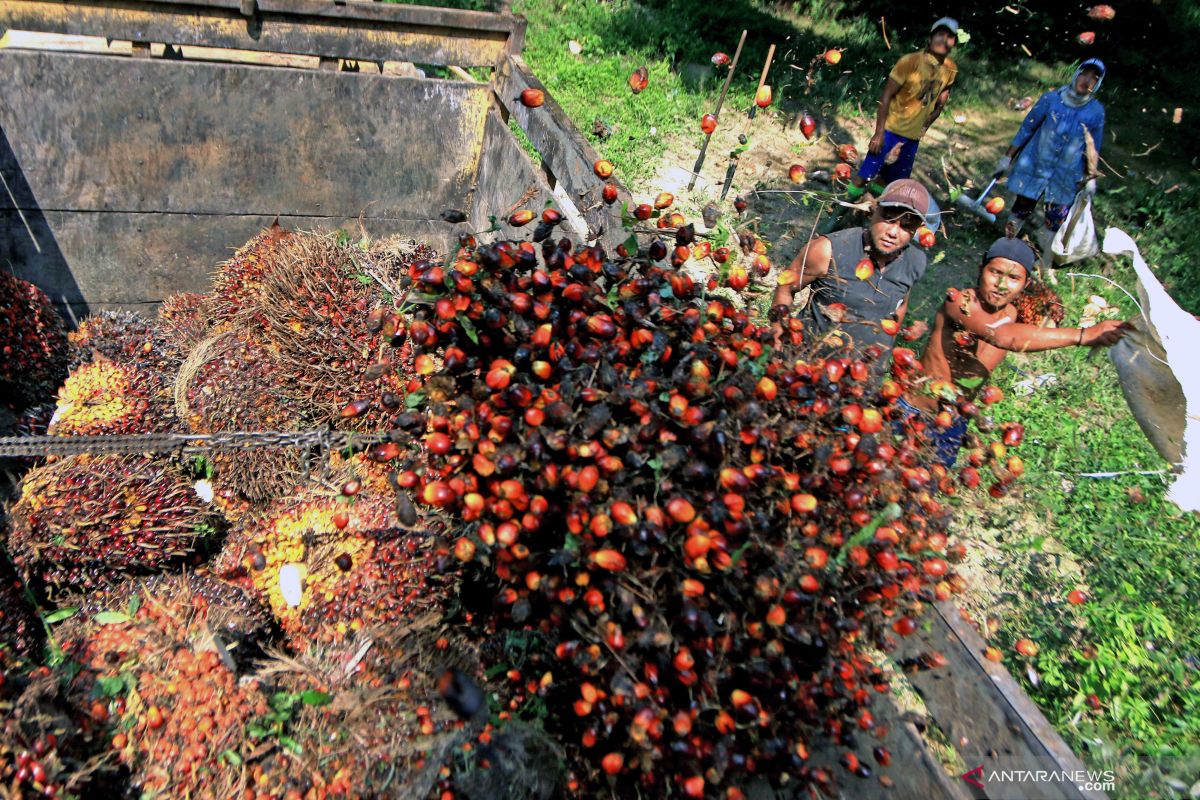 Harga TBS di Dharmasraya anjlok usai lebaran