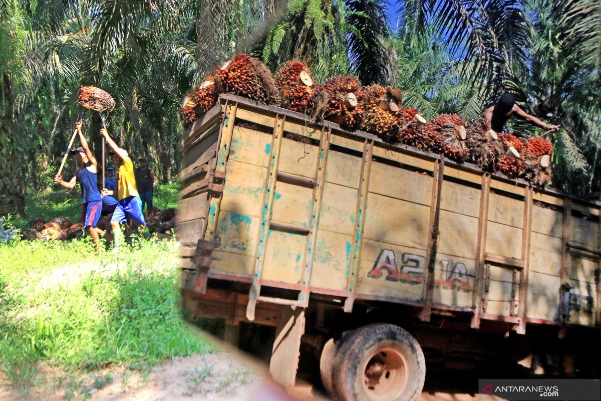 Suara DPRD Dharmasraya terkait harga TBS rendah