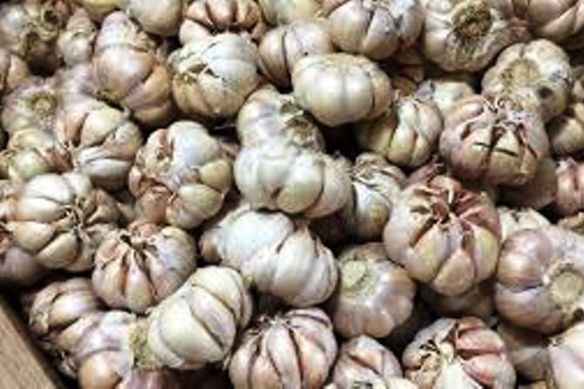 Government to license five more companies to import garlic