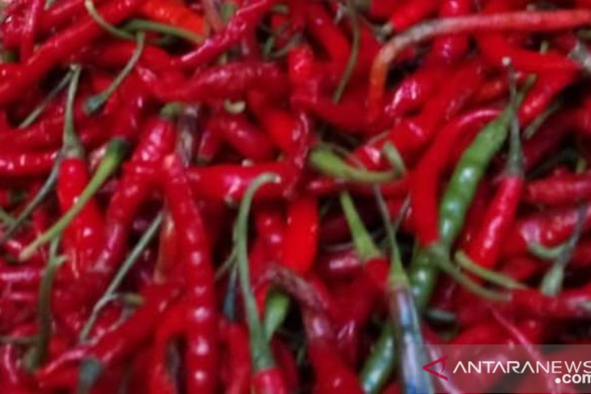 Cabai merah di Pematangsiantar harganya Rp100.000 per Kg