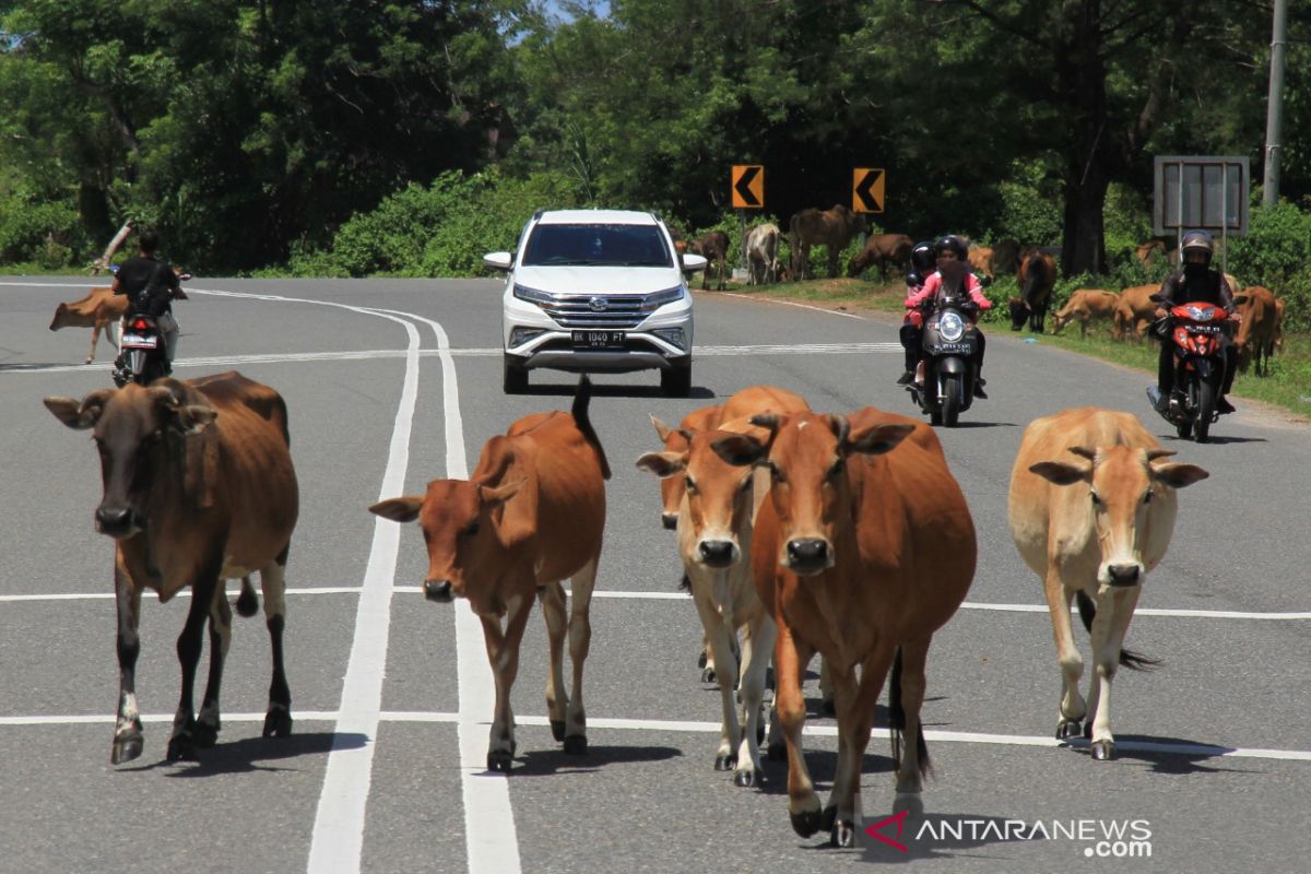 Ternak sapi ancam keselamatan pengguna jalan