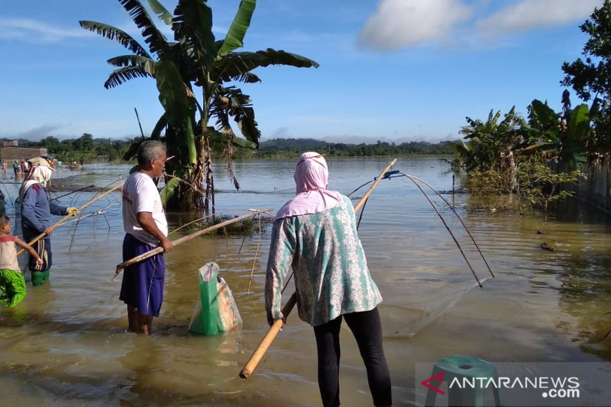 Ratusan hektar sawah di Lempake terendam banjir