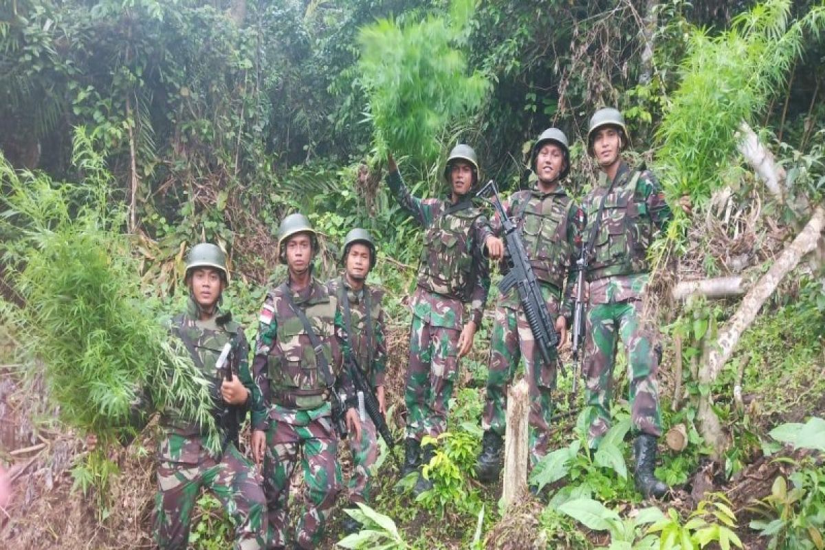 TNI temukan ladang ganja di perbatasan RI-Papua Nugini