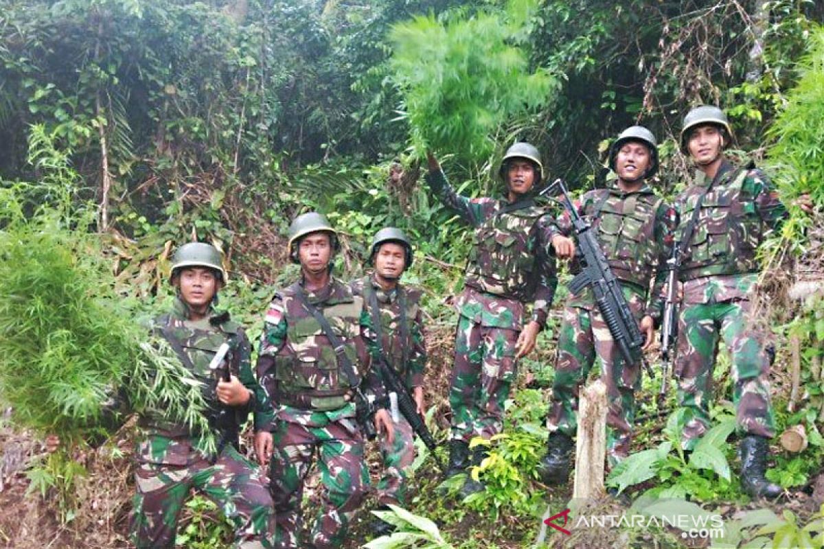 Satgas Yonif  126/KC temukan ladang ganja di perbatasan RI-PNG