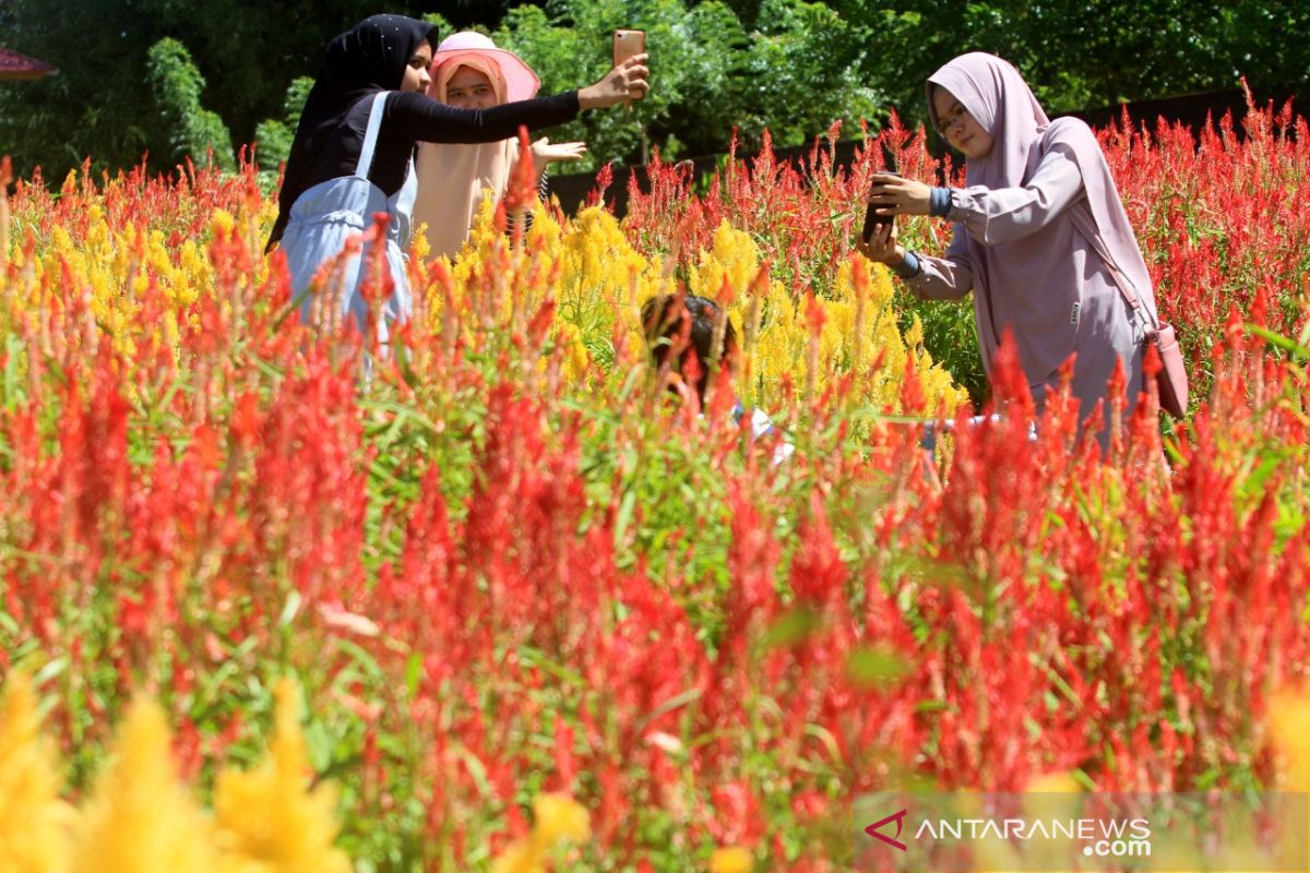 Wisata taman bunga celocia Aceh Jaya