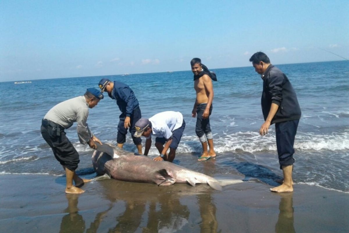 Seekor hiu terdampar di pantai Jembrana