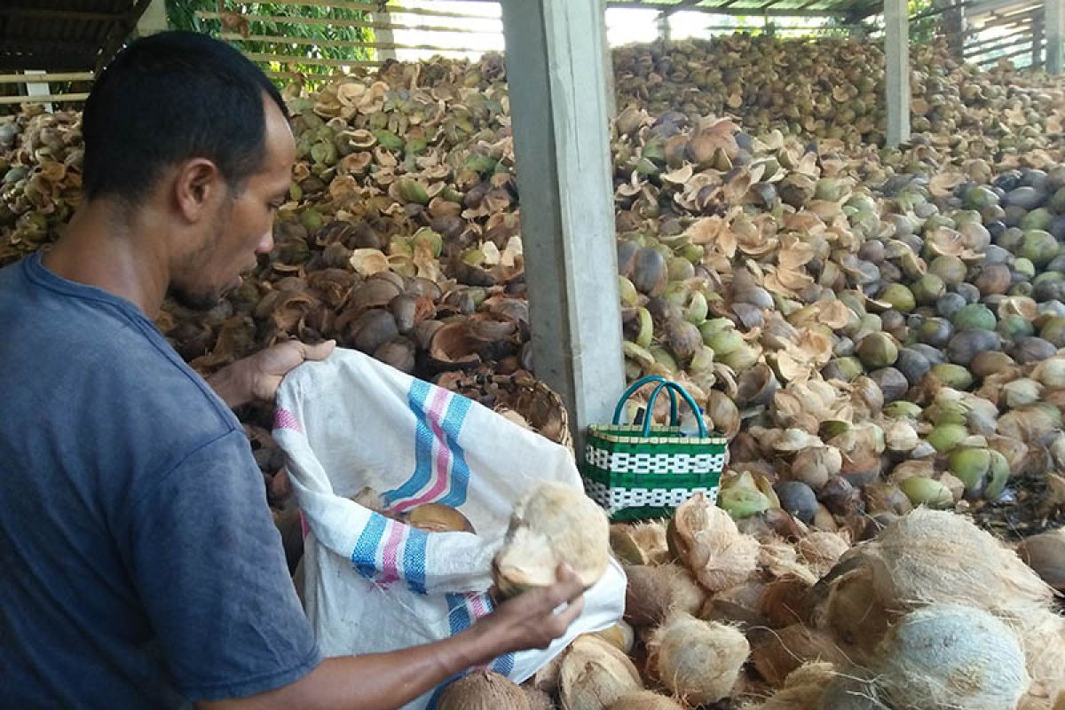 Lebaran, permintaan kelapa dari Desa Sulang Klungkung meningkat