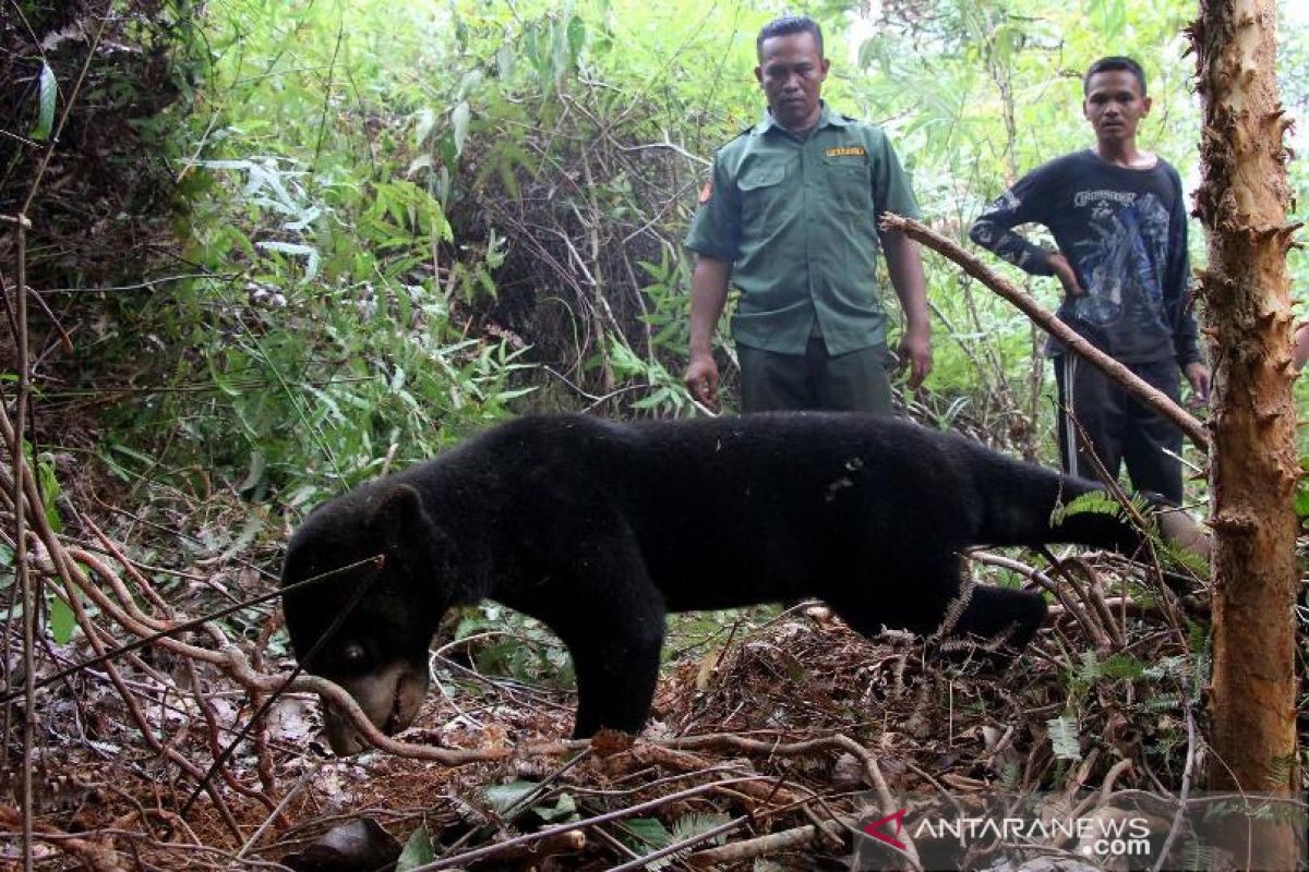 Di Aceh dua beruang madu terjerat perangkap babi