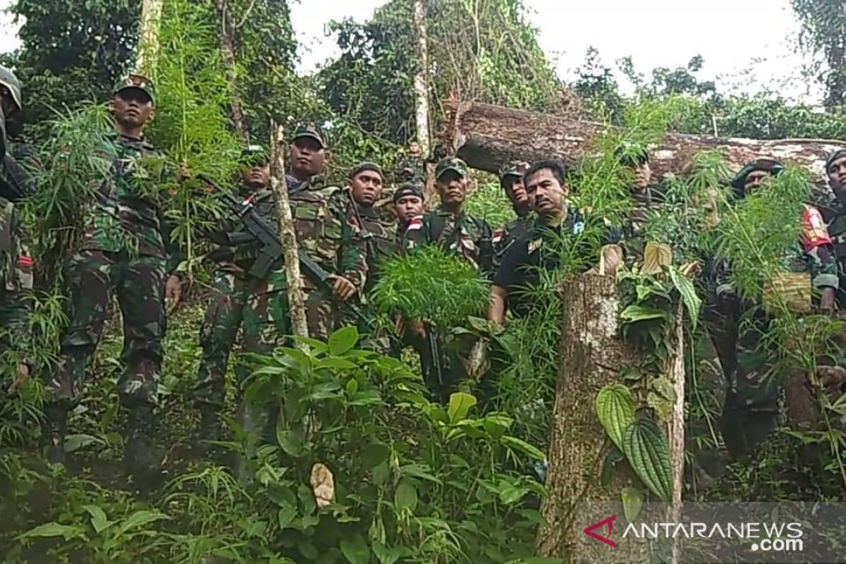 Prajurit satgas Pamtas Yonif 126/KC temukan ladang ganja di perbatasan RI-PNG