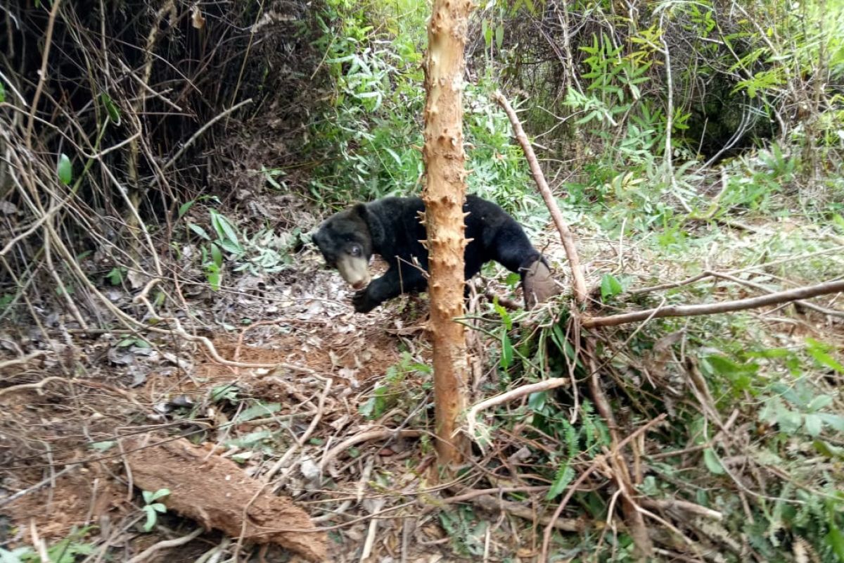 Dua ekor beruang terperangkap jerat babi di Abdya
