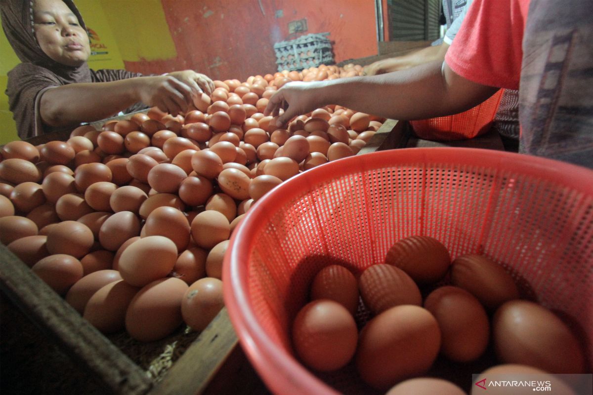 Harga telur ayam ras di Piru bertahan