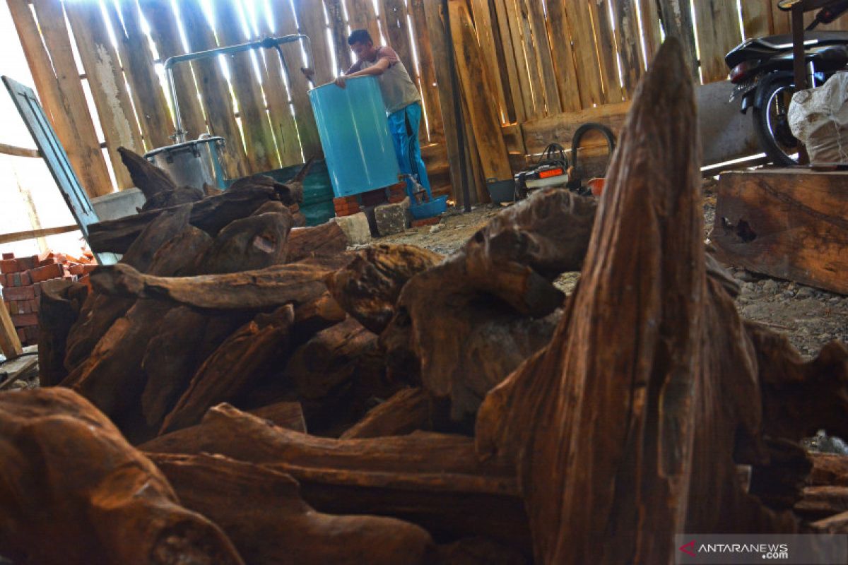 Papua Barat pacu ekspor hasil hutan bukan kayu