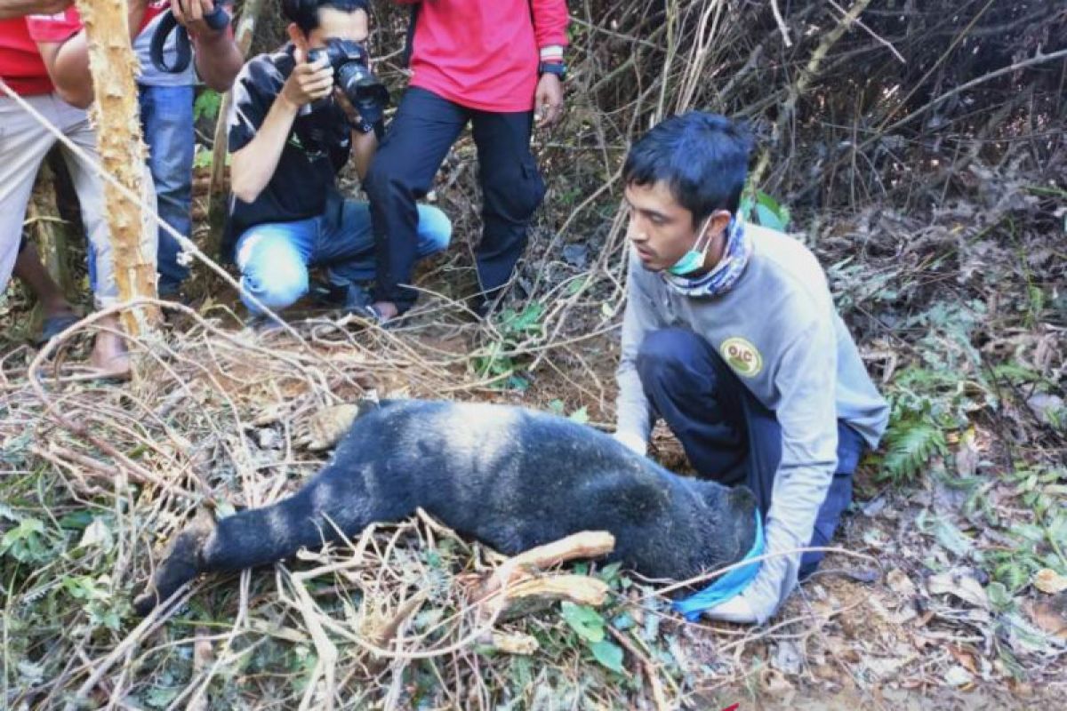 BKSDA evakuasi dua ekor beruang madu terjerat perangkap di Abdya