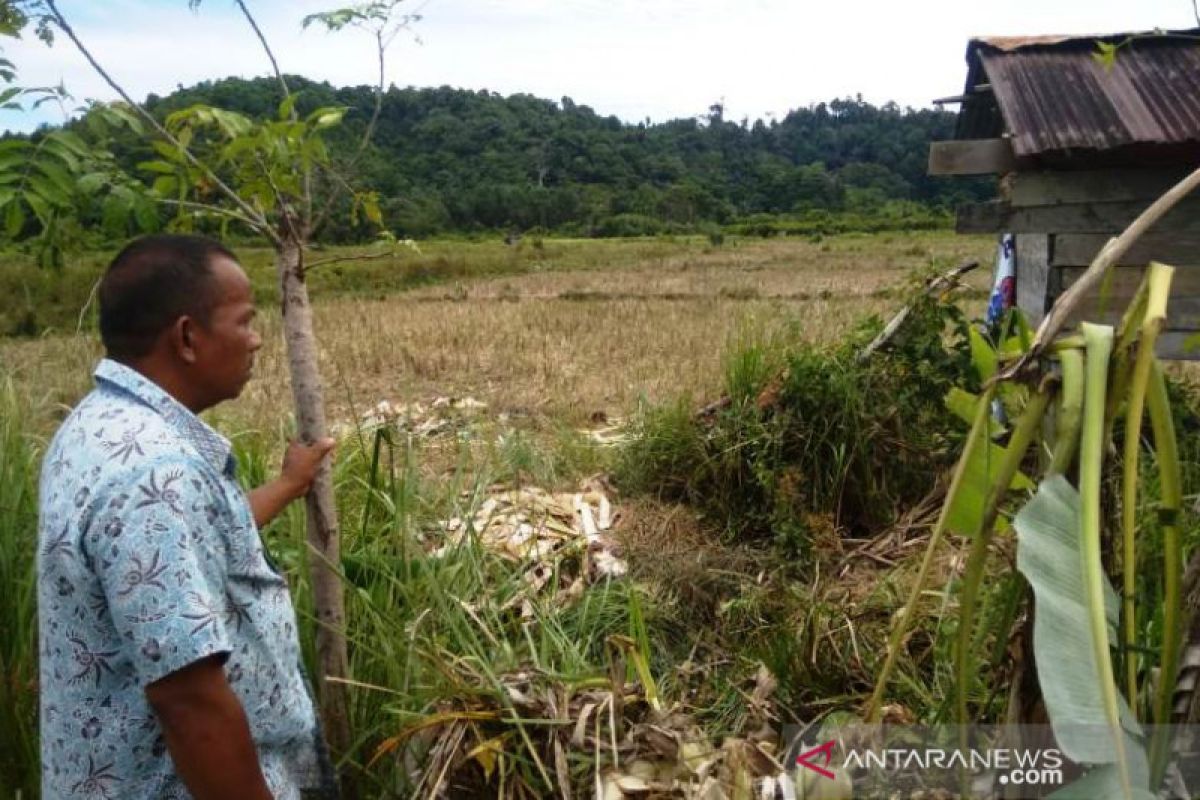 Sepuluh ekor gajah rusak kebun di Aceh Jaya