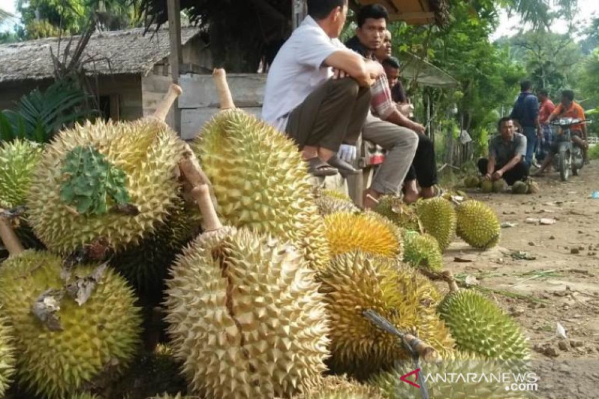 Aceh Jaya penghasil durian manis