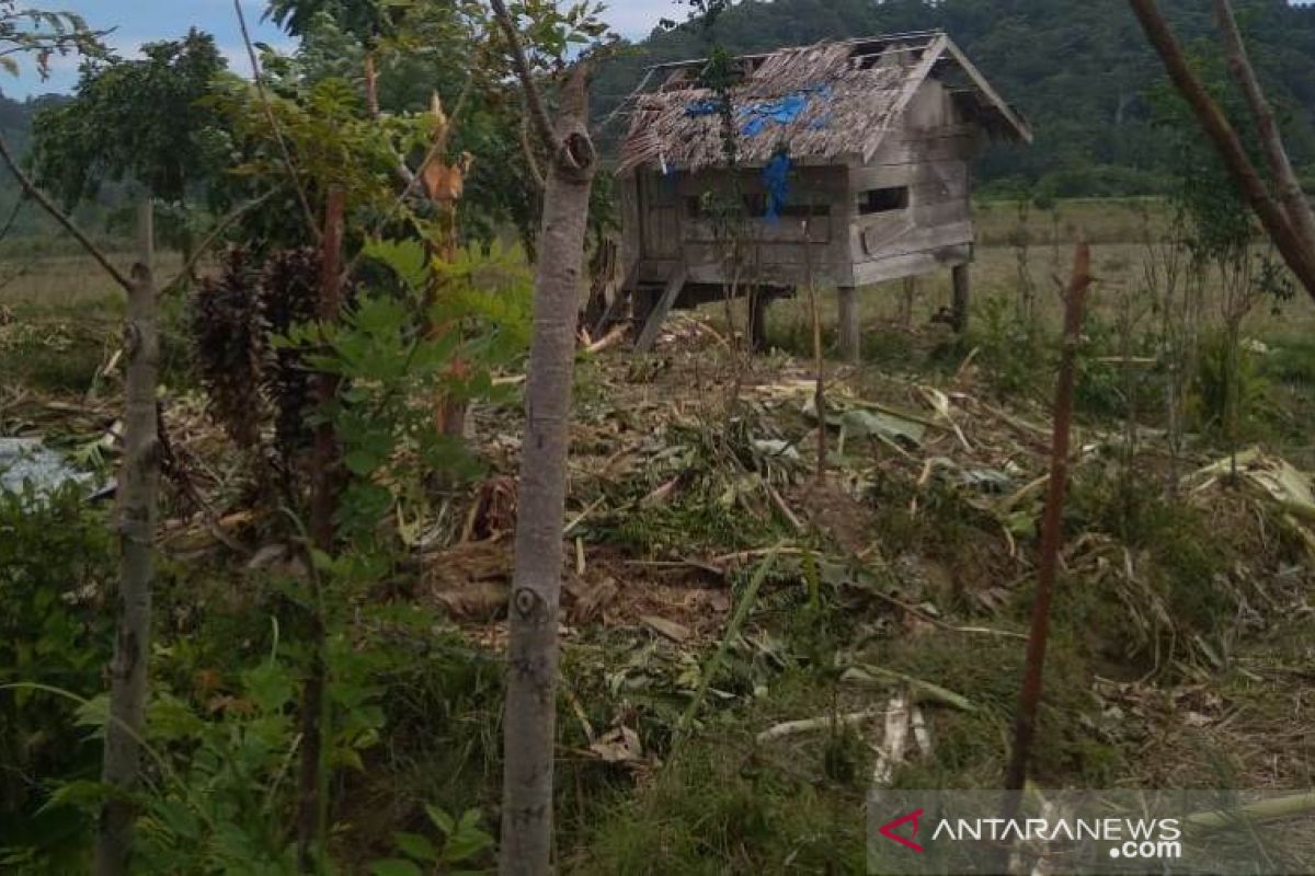 Kawanan gajah liar obrak abrik sawah dan kebun warga di Aceh Jaya