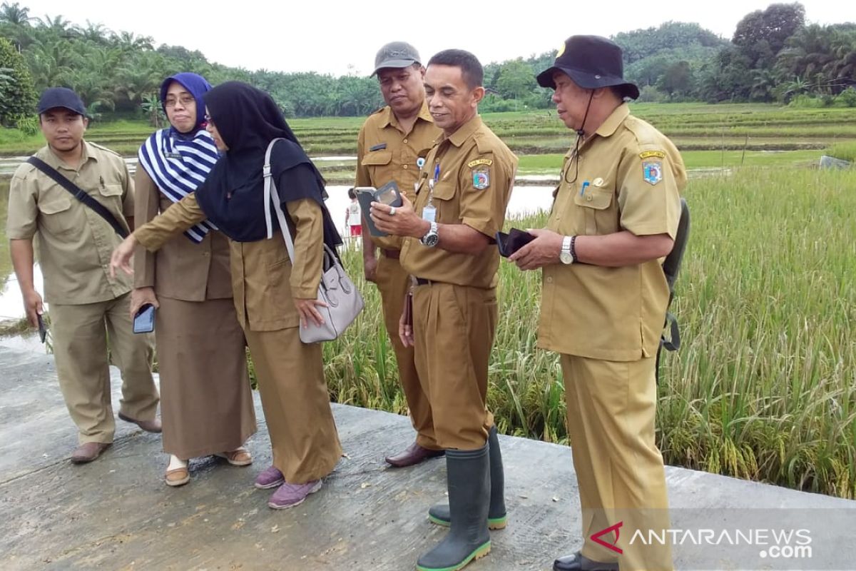 Lahan Padi 25 Ha di Paser Gagal Panen karena banjir