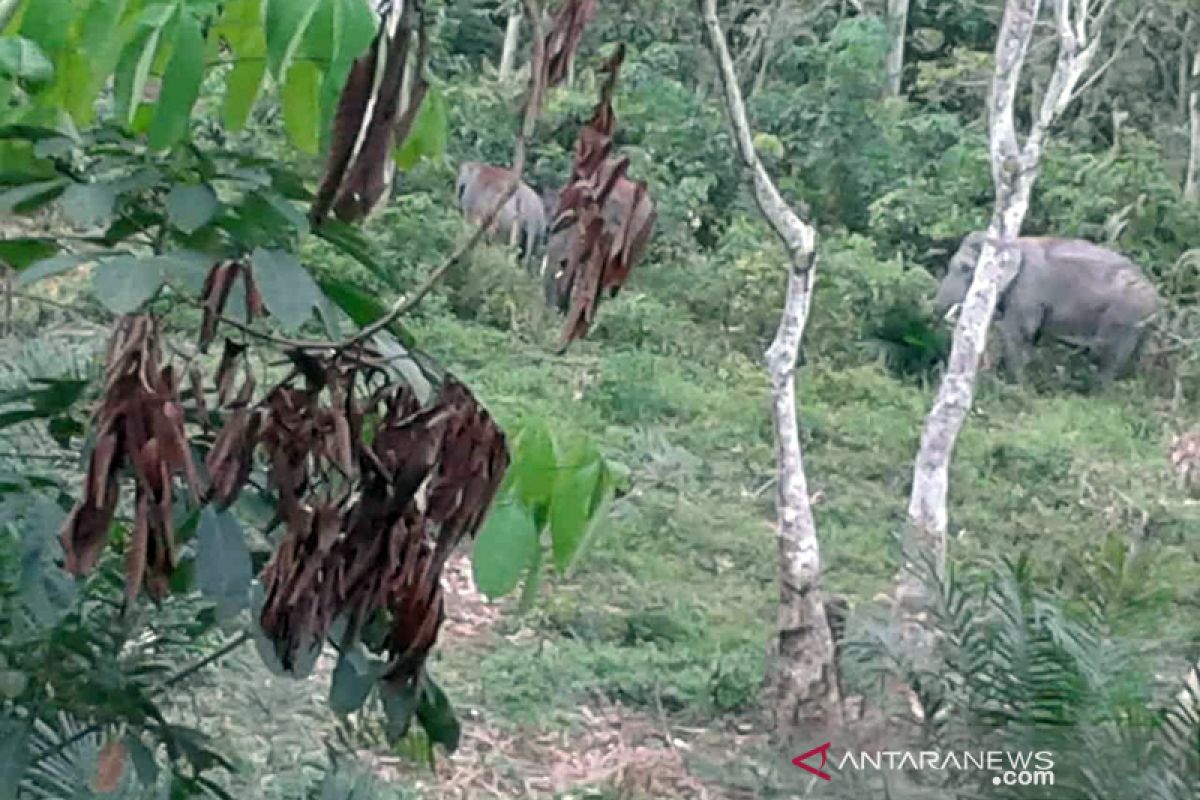 Pasukan gajah menghalau kawanan gajah liar dari kebun warga di Riau