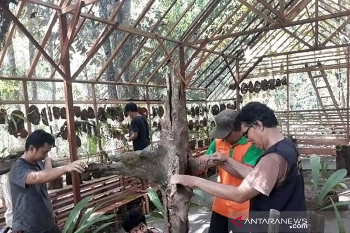 KPH Tabalong builds an orchid conservation house