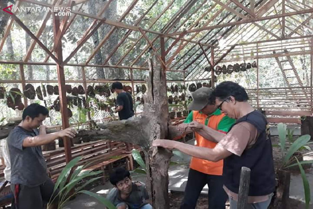KPH Tabalong bentuk rumah konservasi Anggrek