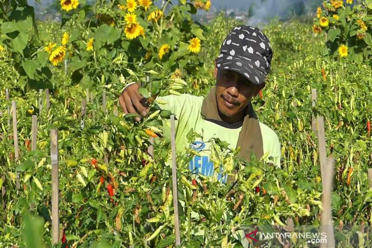 Harga cabai tingkat petani terjun bebas jadi Rp10.000/kg