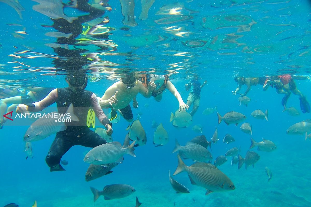 Lima destinasi snorkeling di Raja Ampat disebut surga ikan
