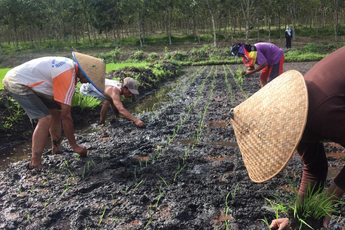 Petani di Riau hingga Juli masih defisit karena NTP turun, begini penjelasannya