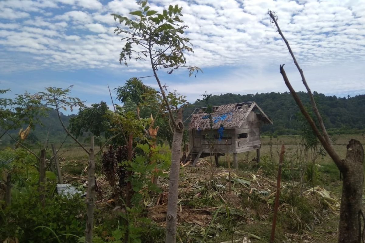 Warga Aceh Jaya khawatir gajah liar kembali obrak-abrik sawah