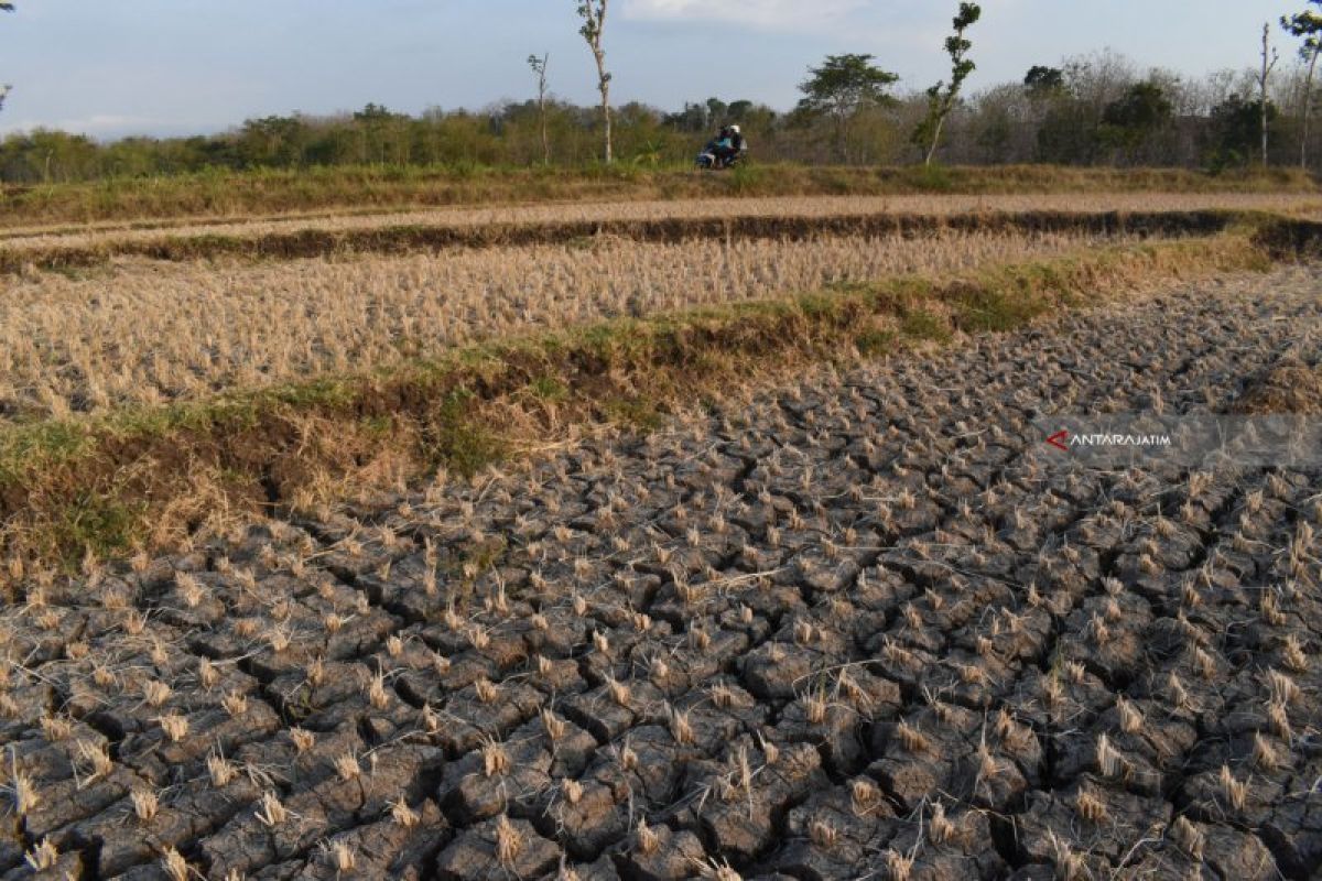 Ratusan hektare sawah di Magetan, Jatim terdampak kekeringan