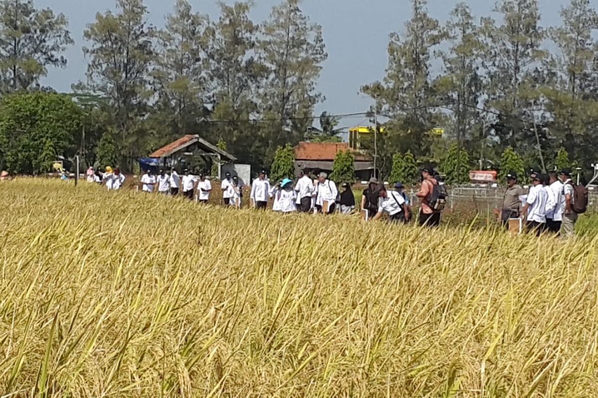 Kulon Progo bertekad mengembangkan padi Nutri Zinc cegah tubuh pendek