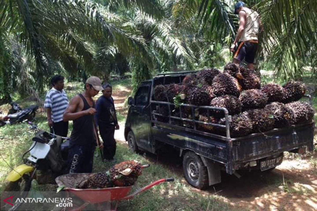 Harga sawit Riau jadi Rp1.390,86 per kilogram