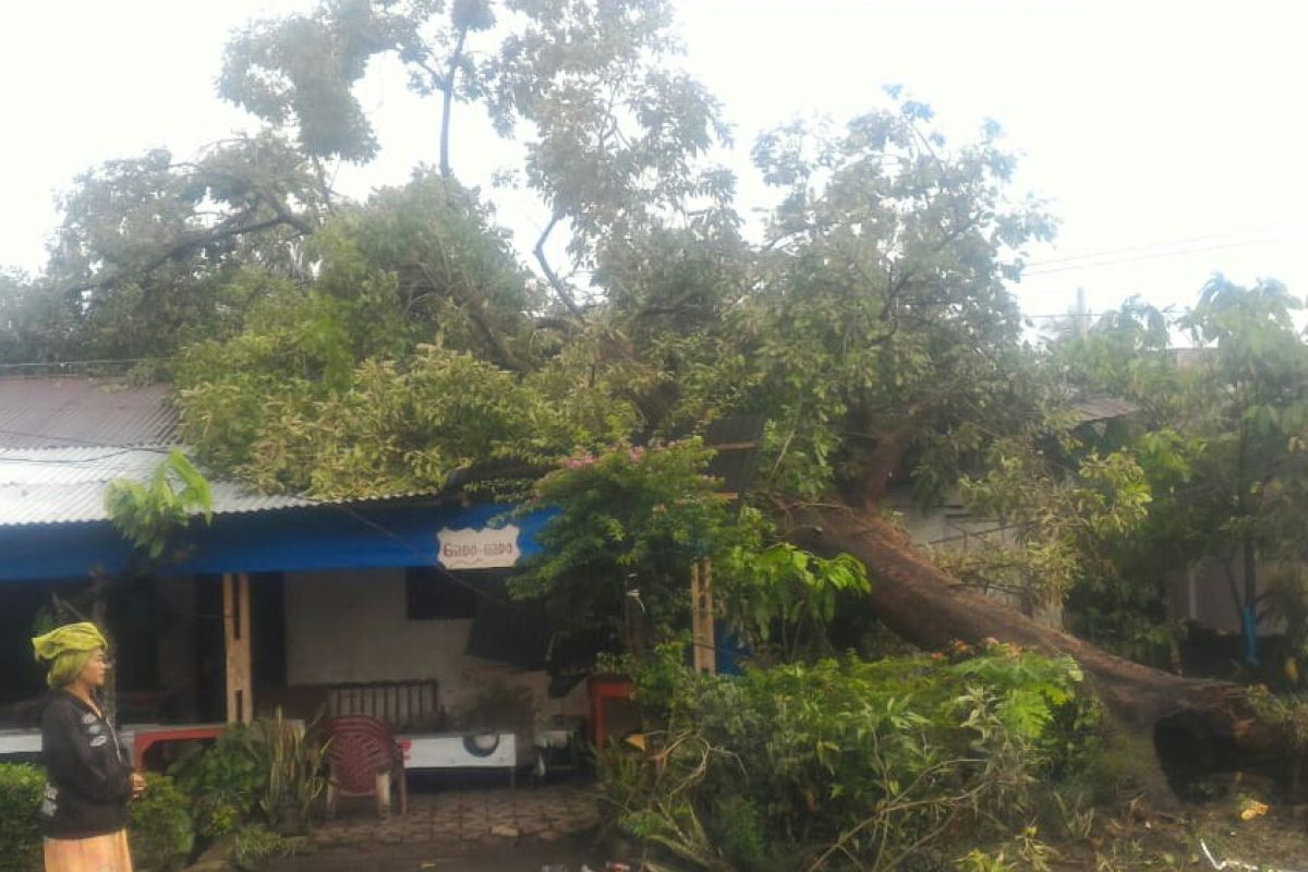 Pohon tumbang timpa rumah warga di Simalungun
