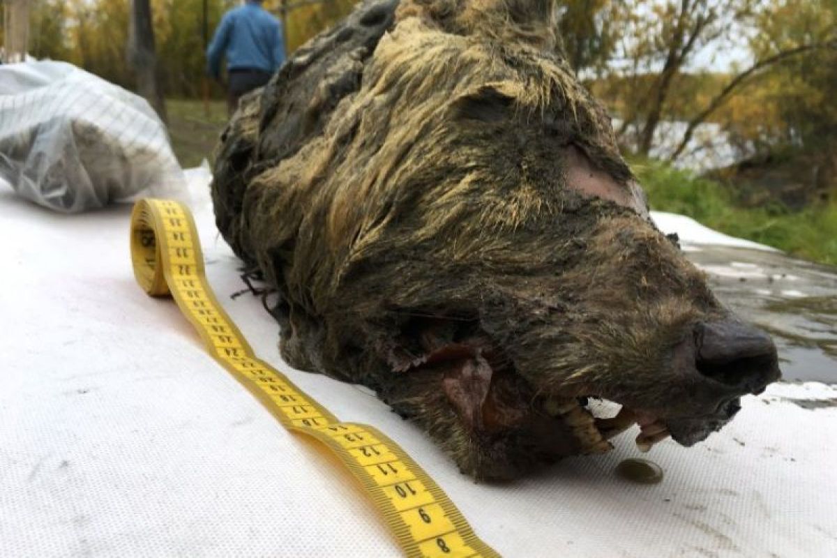 Rusia temukan kepala serigala berusia 40 ribu tahun